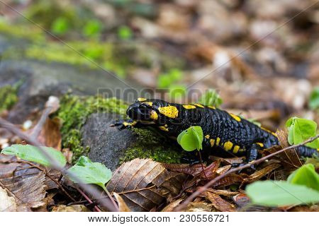 Europaean Fire Salamander (salamandra Salamandra) Romania, Bihor County