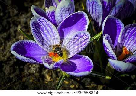 Bee On A Flower. Spring Summer Violet Flower And Bee.