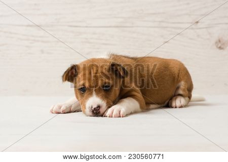 Studio Portrait Of Small African Dog. Cute Basenji Brown Puppy.