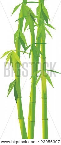 Bambu vector verde