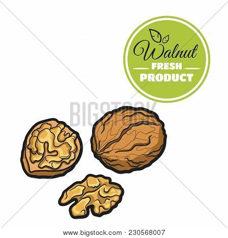 Hand Drawn Fresh Walnut Isolated On White Background. Colorful Close-up Nuts. Vector Illustration