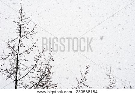 Snow Falling Against Trees And Sky  Background
