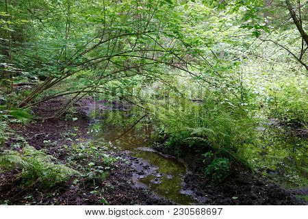 Summertime Wetland Forest