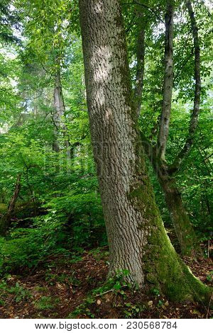 Old Oak Tree Partly Moss Wrapped