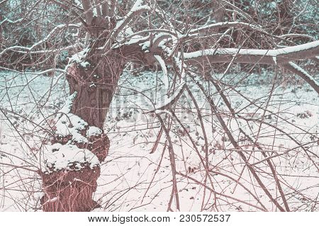 An Old Tree In The Suburb Of Hamburg.infrared Toning