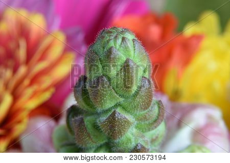 Closeup Detail Of Buds Within A Bouquet Of Flowers Taken At A Shallow Depth Of Field.