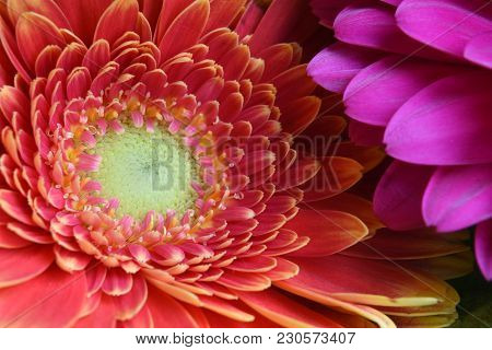 Closeup Detail Of A Peach Coloured Gerbera Flower With A Light Centre.
