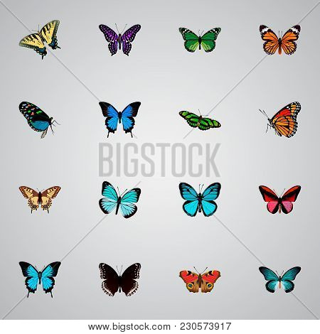 Set Of Butterfly Realistic Symbols With Papilio Ulysses, Demophoon, Checkerspot And Other Icons For 