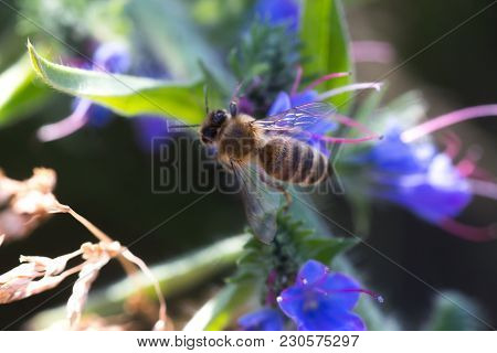 The Bee Collects Nectar From Echium Vulgare, Viper's Bugloss, Blueweed. Collect Pollen In The Meadow