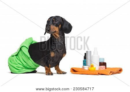 Lovely Dog Dachshund, Black And Tan, Wrapped In A Green Towel, After Showering With A Rubber Yellow 