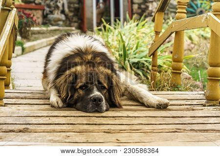 A Portrate Of The Big Saint Bernard Dog Before Its House.