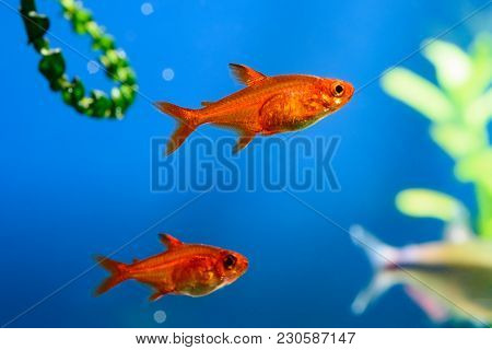 Small Beauty Ember Tetra Or Hyphessobrycon Amandae In Planted Tropical Fresh Water Aquarium