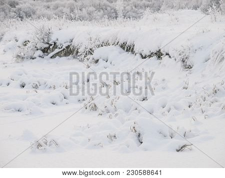 Winter Snow Scenary. A Landscape With Caps Of Snow On The Ground, Weeds And Bushes.