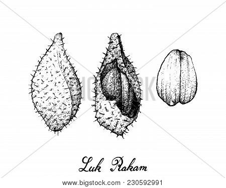 Tropical Fruits, Illustration Of Hand Drawn Sketch Luk Rakam Or Salacca Wallichiana Fruits Isolated 