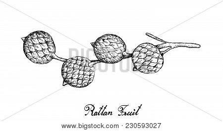 Tropical Fruits, Illustration Of Hand Drawn Bunch Of Sketch Rattan Fruits Isolated On A White Backgr