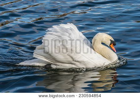 Mute Swan - Cygnus Olorin Swimming In Lake Water Water In Hyde Park, London