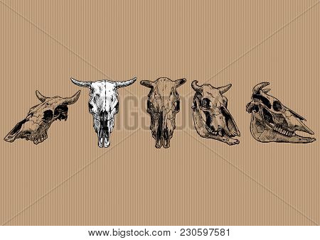 Vector Illustration Set Of Bull And Cow Skull Stylized As Engraving. Profile, Full Face And Three-qu