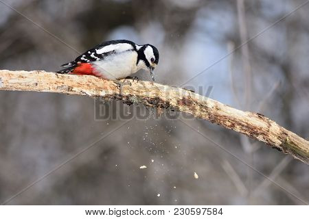 The Great Spotted Woodpecker (dendrocopos Major) Gouges A Dry Branch In Search Of Insects (flinders 