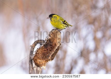 Eurasian Siskin (spinus Spinus) Sits On A Basket Of Sunflower.
