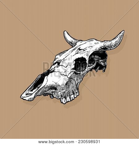 Vector Illustration Of Bull And Cow Skull Stylized As Engraving On Kraft Paper Background. Three-qua