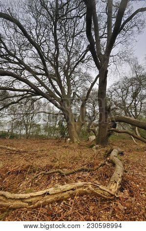 Old Oak Trees With Fallen Branches Among Bracken