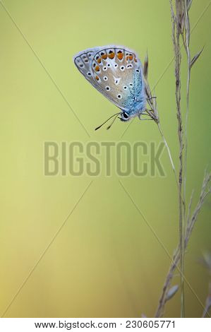 Colorful Butterfly Hanging On Grass Seed During Sunset