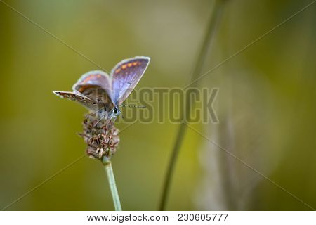 Colorful Butterfly Hanging On Grass Seed During Sunset