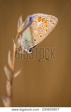 Colorful Butterfly Hanging On Grass Seed During Sunset