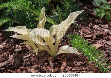 Hosta With White Leaves Variety White Feather In Early Spring, Young Beautiful Leaves In The Sun