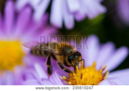 Bee Polishing Purple Diasy In The Summer