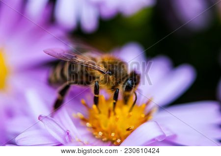 Bee Polishing Purple Diasy In The Summer
