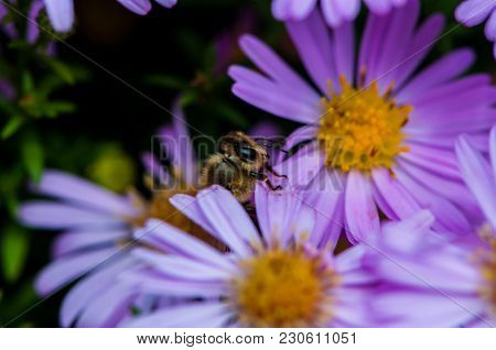 Bee Polishing Purple Diasy In The Summer