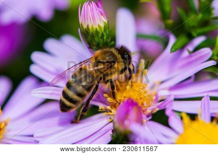 Bee Polishing Purple Diasy In The Summer