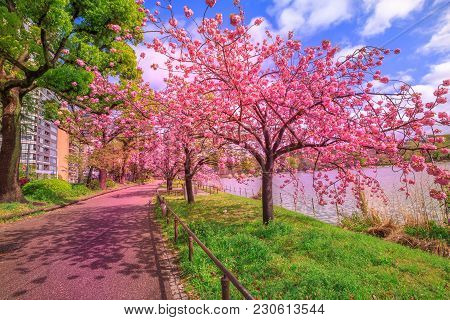 Cherry Trees In Full Bloom During Hanami Along Shinobazu Pond In Ueno Park, A Public Park Next To Ue