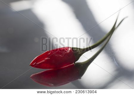 Red Hot Chilli Pepper Covered With Some Shades On A White Background, Close-up, Selective Focus, Sha