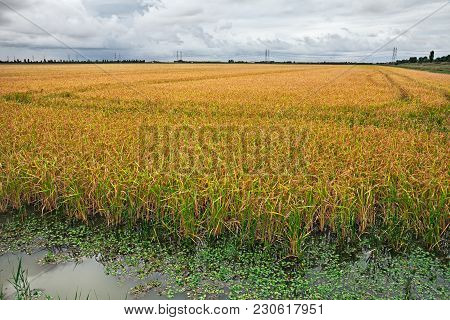 Yellow Rice Field In Porto Tolle, Rovigo, Veneto, Italy - Landscape Of The Countryside In The Po Del