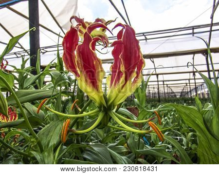 Flowers Are Grown In The Greenhouse Of A Farm In Holambra, State Of Sao Paulo
