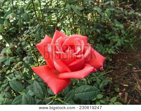 Red Roses Are Grown In The Greenhouse Of A Farm In Holambra, State Of Sao Paulo