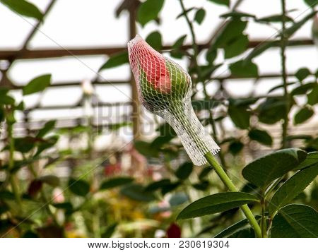 Red Roses Are Grown In The Greenhouse Of A Farm In Holambra, State Of Sao Paulo