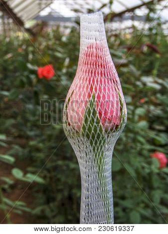 Red Roses Are Grown In The Greenhouse Of A Farm In Holambra, State Of Sao Paulo