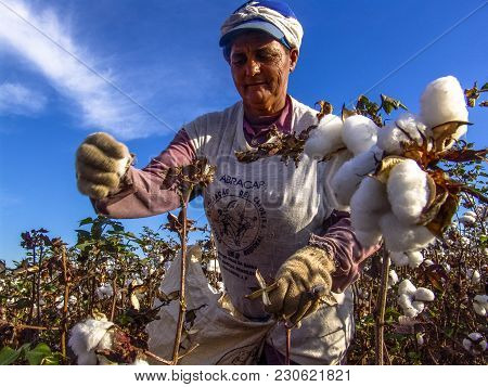 Leme, Sao Paulo, Brazil, May 10, 2005. Worker Makes Manual Cotton Harvesting On A Plantation In The 