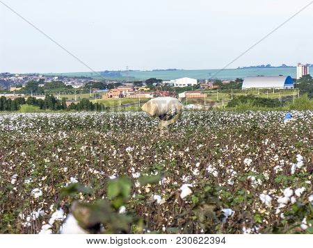 Leme, Sao Paulo, Brazil, May 10, 2005. Worker Makes Manual Cotton Harvesting On A Plantation In The 