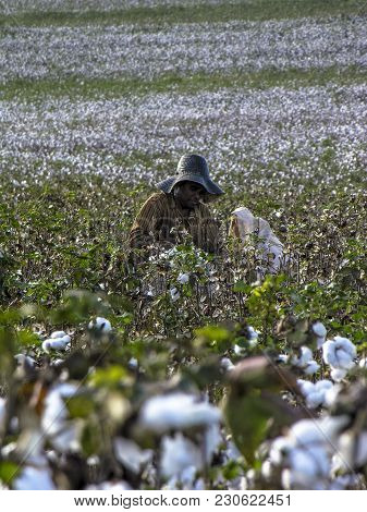 Leme, Sao Paulo, Brazil, May 10, 2005. Worker Makes Manual Cotton Harvesting On A Plantation In The 