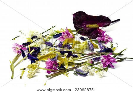 Withered Ancient Flowers Are Scattered Over The Square Of The Photo On A White Background.
