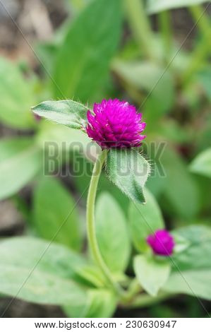 Pink Gomphrena Globosa Flower In Nature Garden