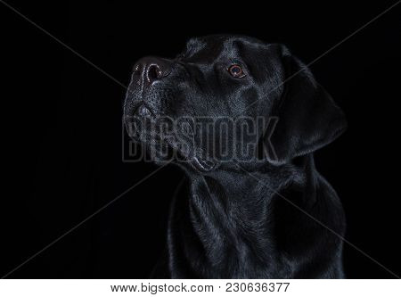 Beautiful Young Male Dog Labrador Breed On A Black Background