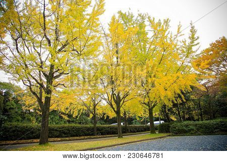 The Colorful Yellow Ginko Leaves Branch Tree., Golden Leaves Of Gingko Trees