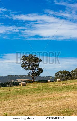 Spectacular Rural Landscape Of Field With Sraw Bales And Eucalyptus Tree On Sunny Day. South Austral
