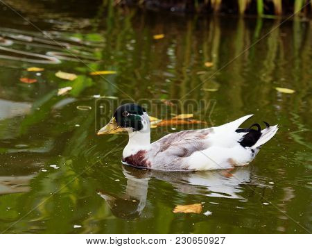 Mallard Duck Swims In Lake Or Pond With Brown And Green Water With Concept Of Animal And Nautre