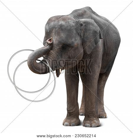 Cute Baby Elephant Playing Hulahoop Isolated On White Background With Clipping Path